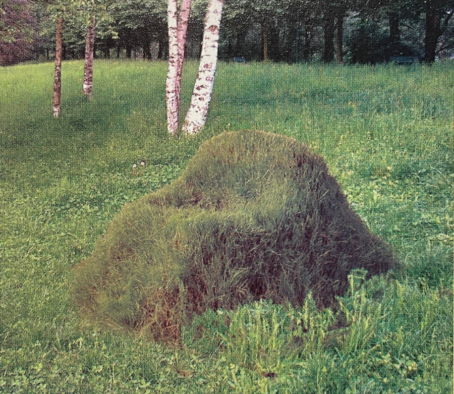 Giulia Lanaro x Wixii